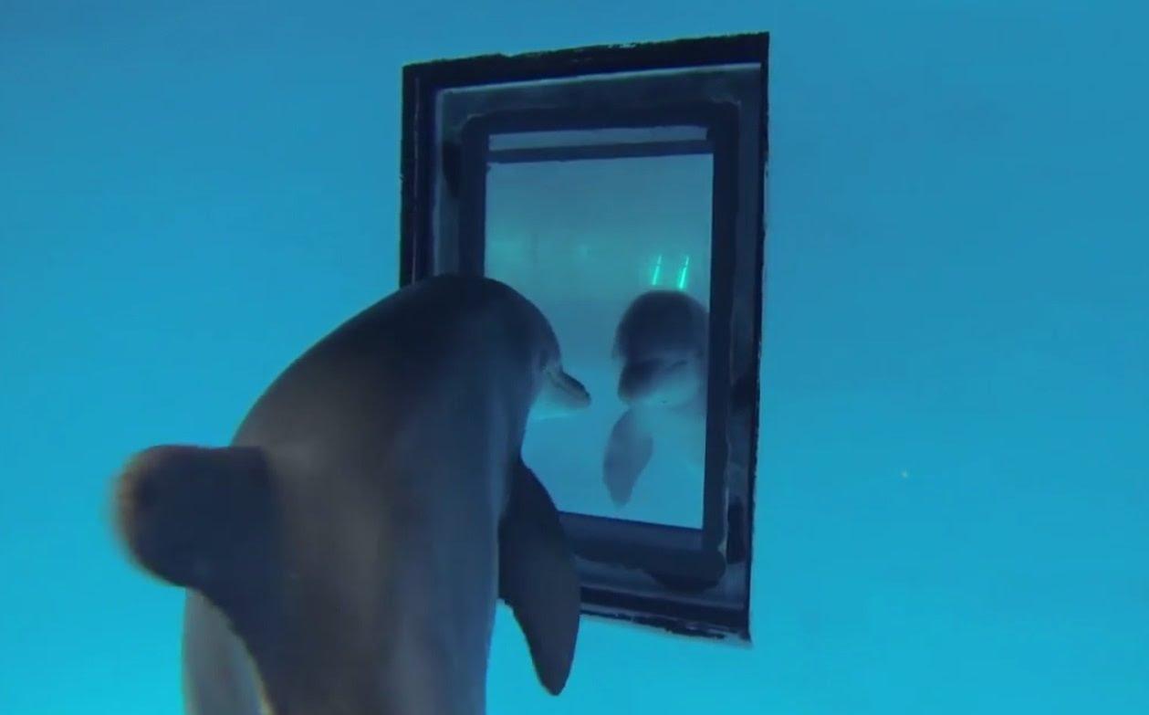 Dolphin seeing itself in a mirror, illustrating self-recognition and cognitive complexity in dolphin intelligence