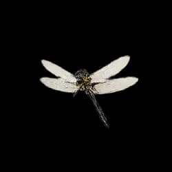 Dragonfly AnimalDex icon