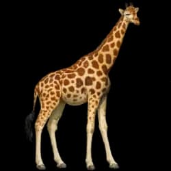 Giraffe AnimalDex icon