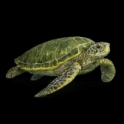 Green Sea Turtle AnimalDex icon
