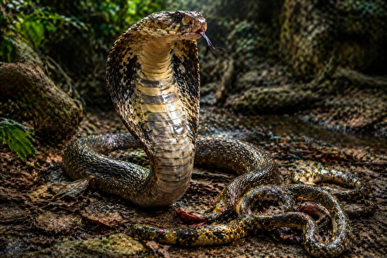 King cobra featured image for the AnimalDex article on hunting other snakes and survival strategy