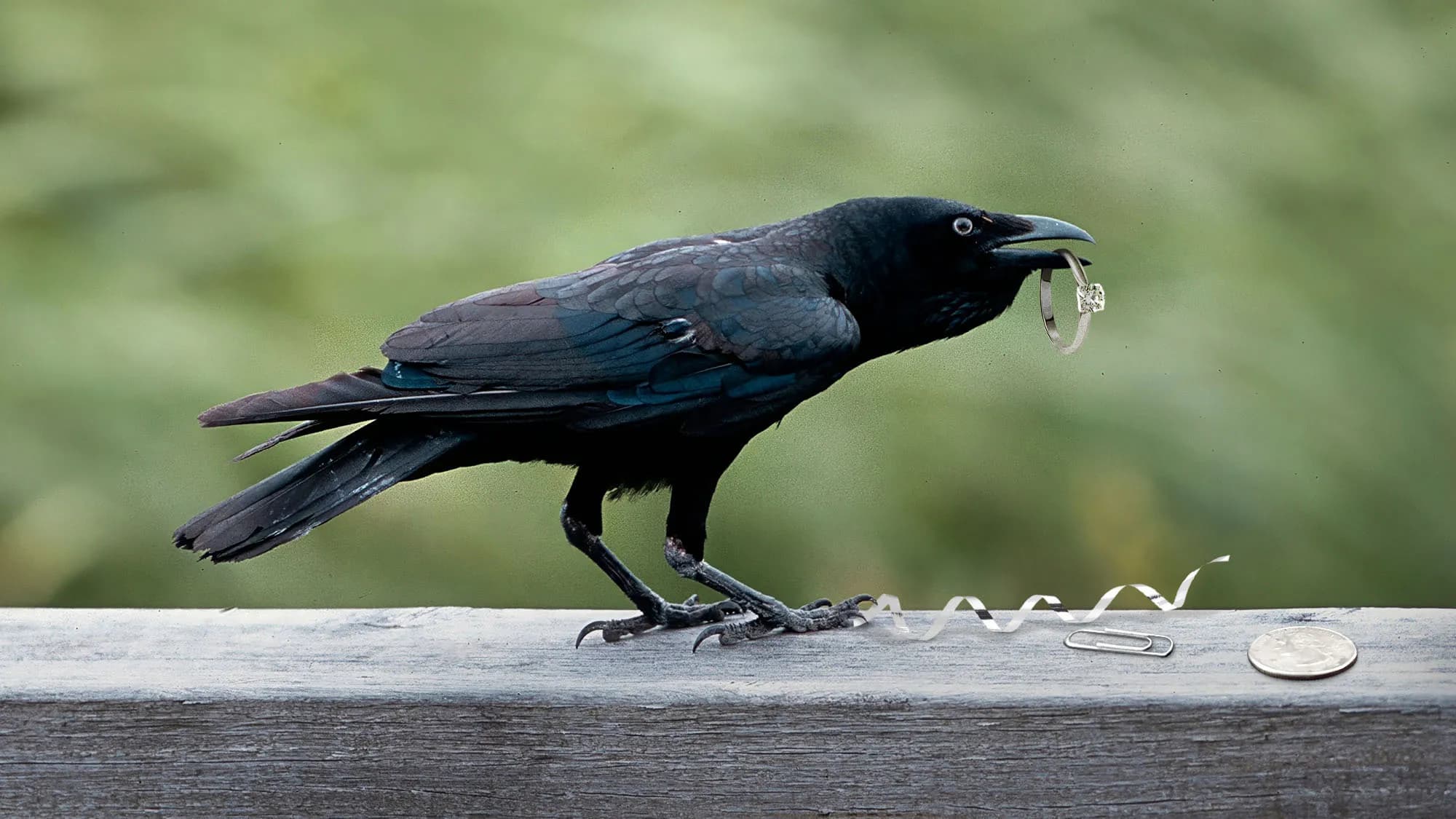Intelligent crow holding a ring, illustrating tool use, memory, and adaptive crow behavior for AnimalDex