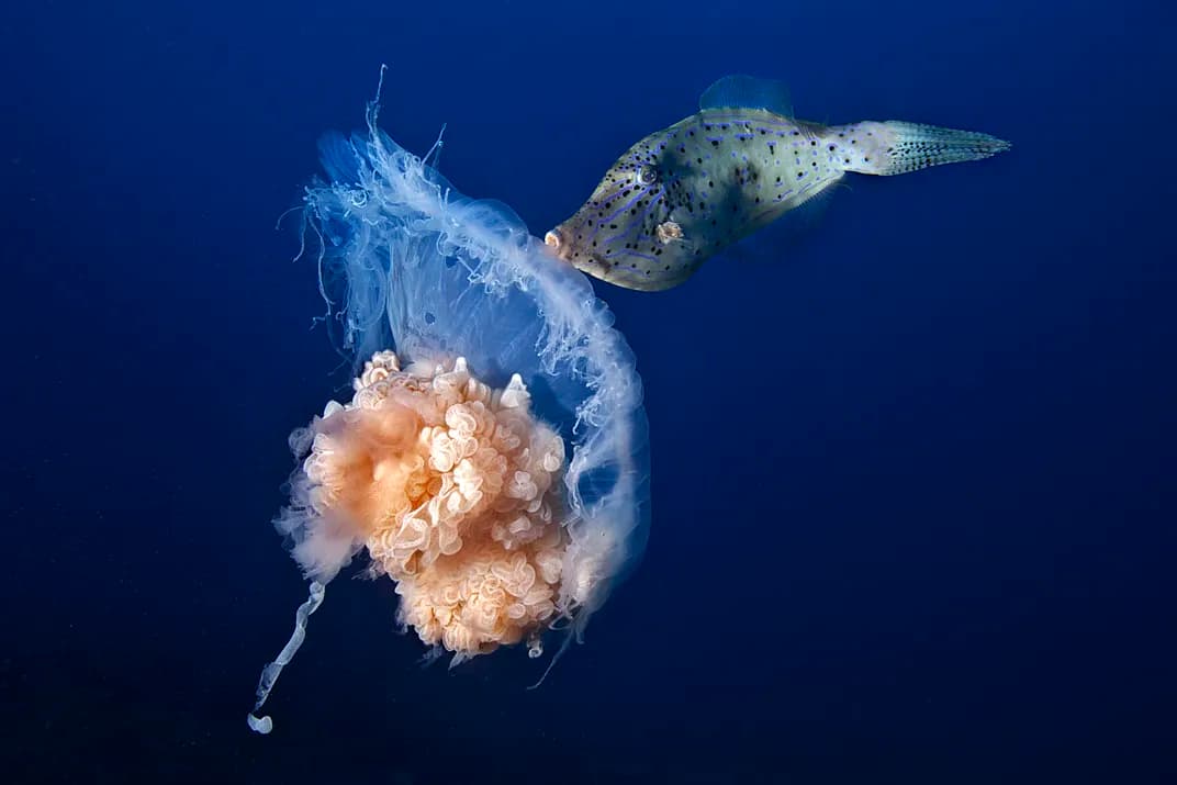 Jellyfish in the ocean illustrating low-cost survival strategy and adaptation to changing marine conditions for AnimalDex
