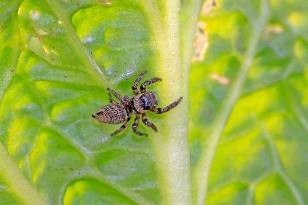 Jumping spider viewed from above, illustrating precision vision, targeting behavior, and survival strategy for AnimalDex