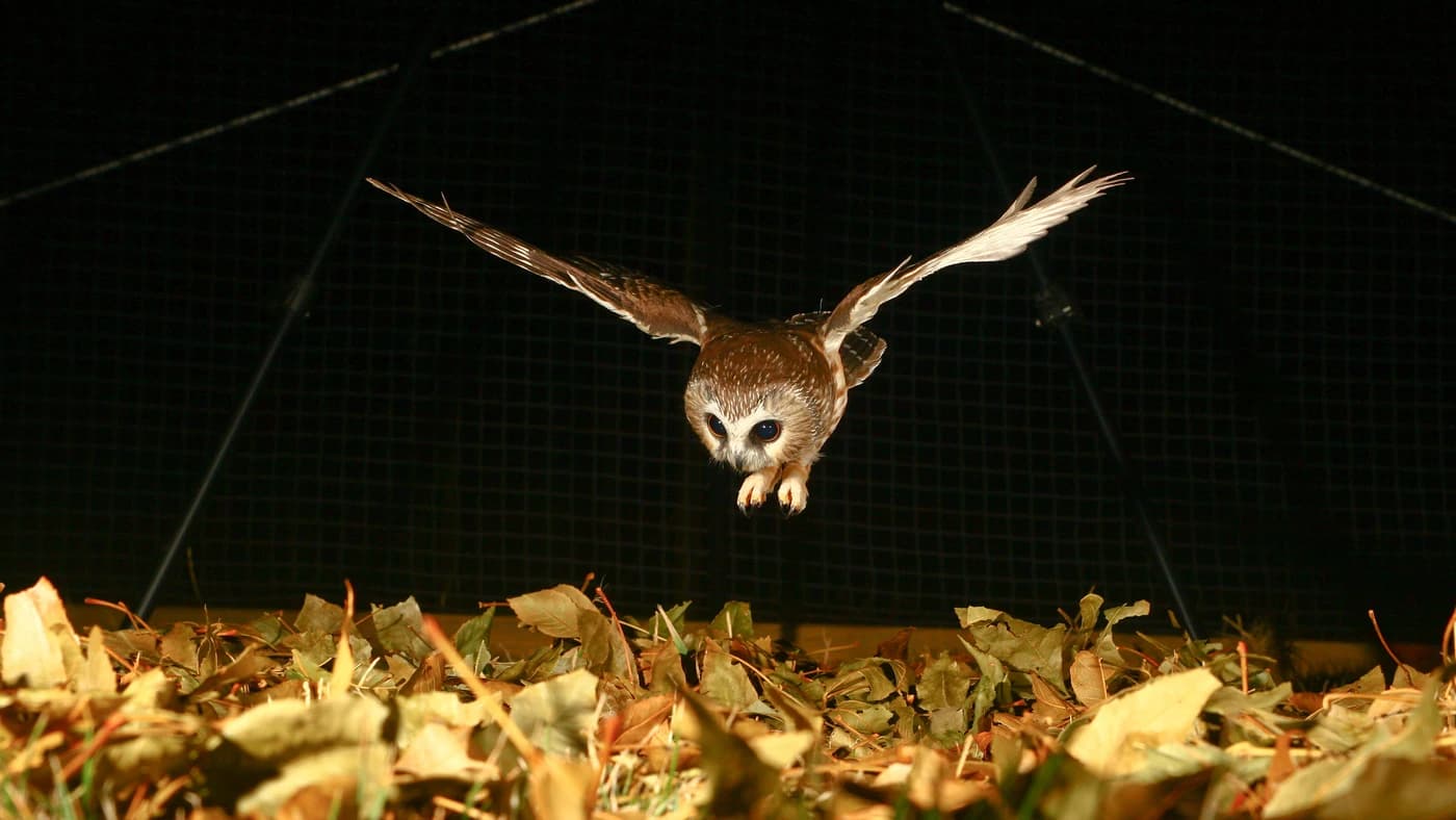 Barn owl hunting in the dark, illustrating silent flight, hearing, and nocturnal survival strategy for AnimalDex
