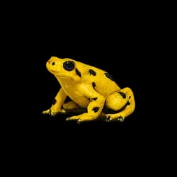 Panamanian Golden Frog AnimalDex icon