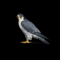 Peregrine Falcon AnimalDex icon