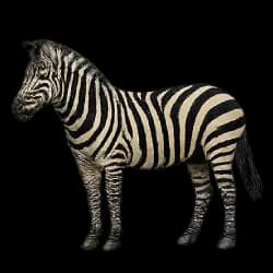 Plains Zebra AnimalDex icon