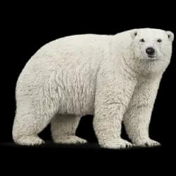 Polar Bear AnimalDex icon
