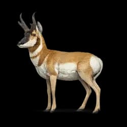 Pronghorn AnimalDex icon
