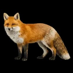 Red Fox AnimalDex icon
