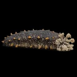 Sea Cucumber AnimalDex icon