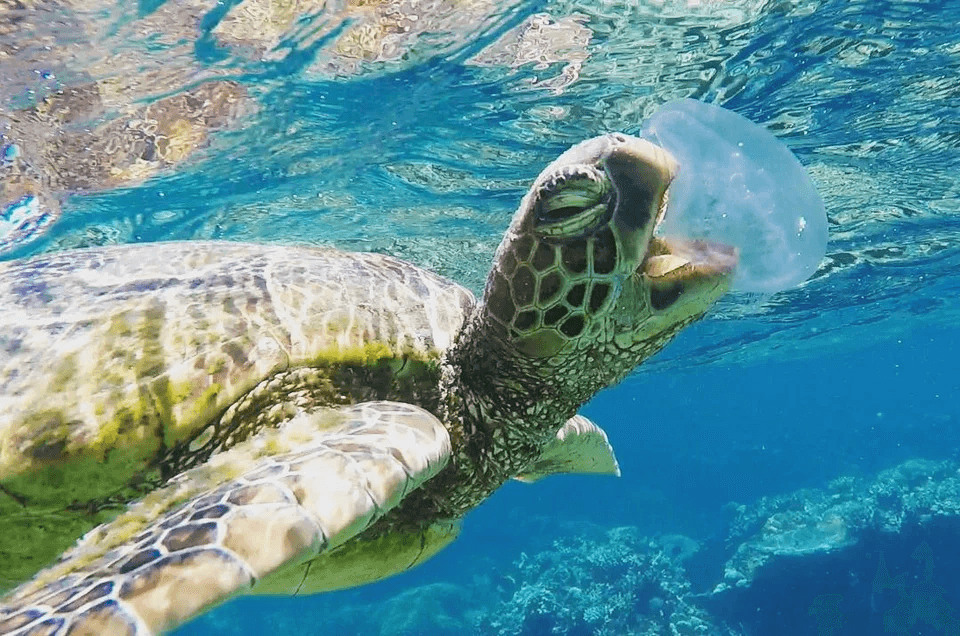 Sea turtle eating jellyfish, illustrating predator-prey relationships and the question of whether jellyfish feel pain