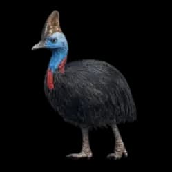 Southern Cassowary AnimalDex icon