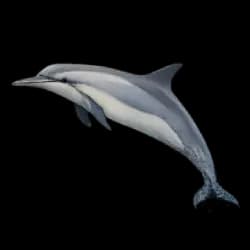 Spinner Dolphin AnimalDex icon