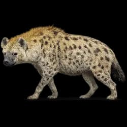 Spotted Hyena AnimalDex icon