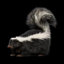 Striped Skunk AnimalDex icon