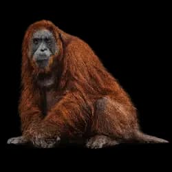 Sumatran Orangutan AnimalDex icon