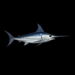 Swordfish AnimalDex icon