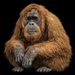 Tapanuli Orangutan AnimalDex icon