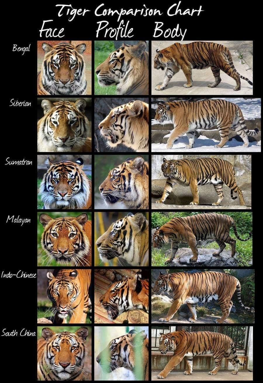 Comparison image showing how to tell the difference between tiger types, including Bengal and Sumatran tigers