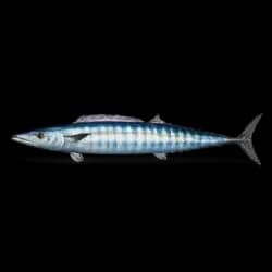 Wahoo AnimalDex icon