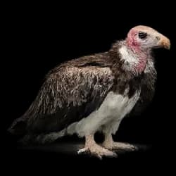White-headed Vulture AnimalDex icon