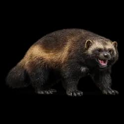 Wolverine AnimalDex icon