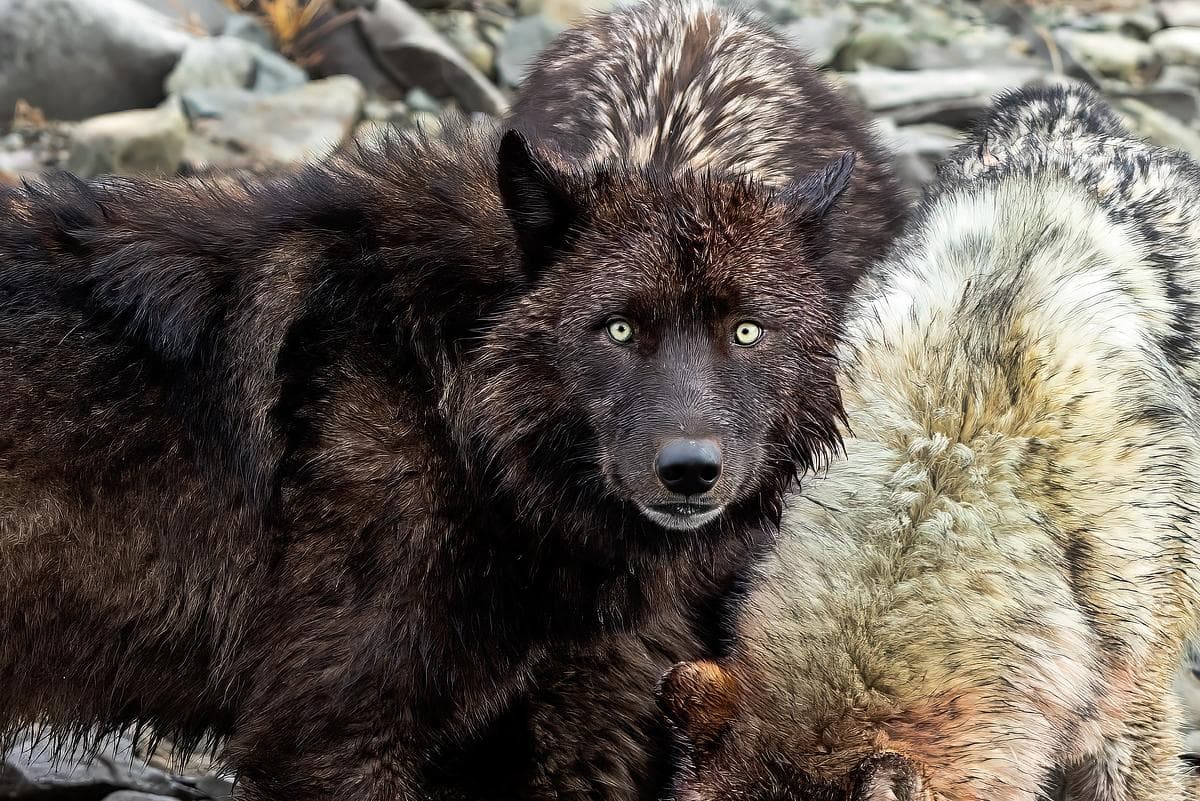 Close-up of wolves in the wild illustrating pack coordination, survival strategy, and ecosystem influence for AnimalDex