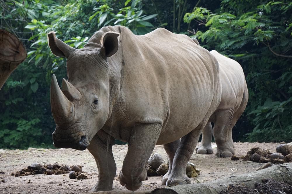 Ujung Kulon National Park featured image for the AnimalDex location guide