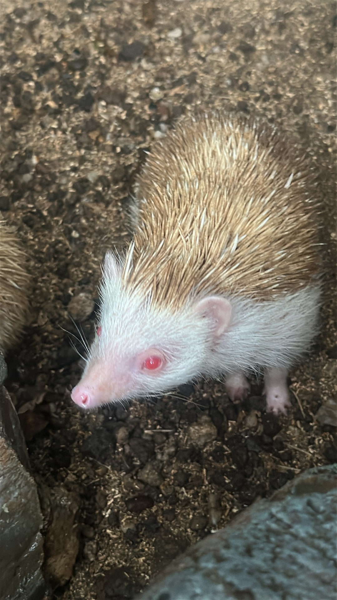 Albino African Pygmy Hedgehog (Atelerix albiventris) featured animal image on AnimalDex