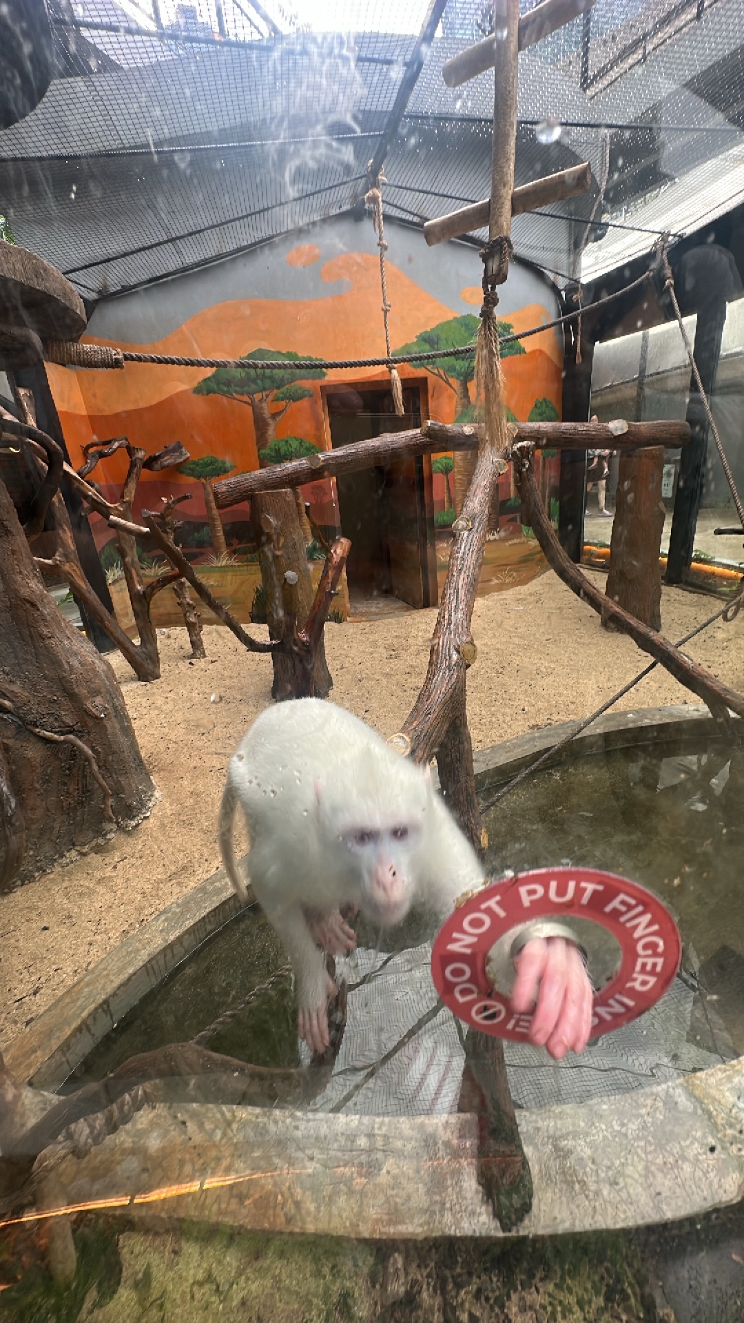 Long-tailed Macaque (Macaca fascicularis) featured animal image on AnimalDex