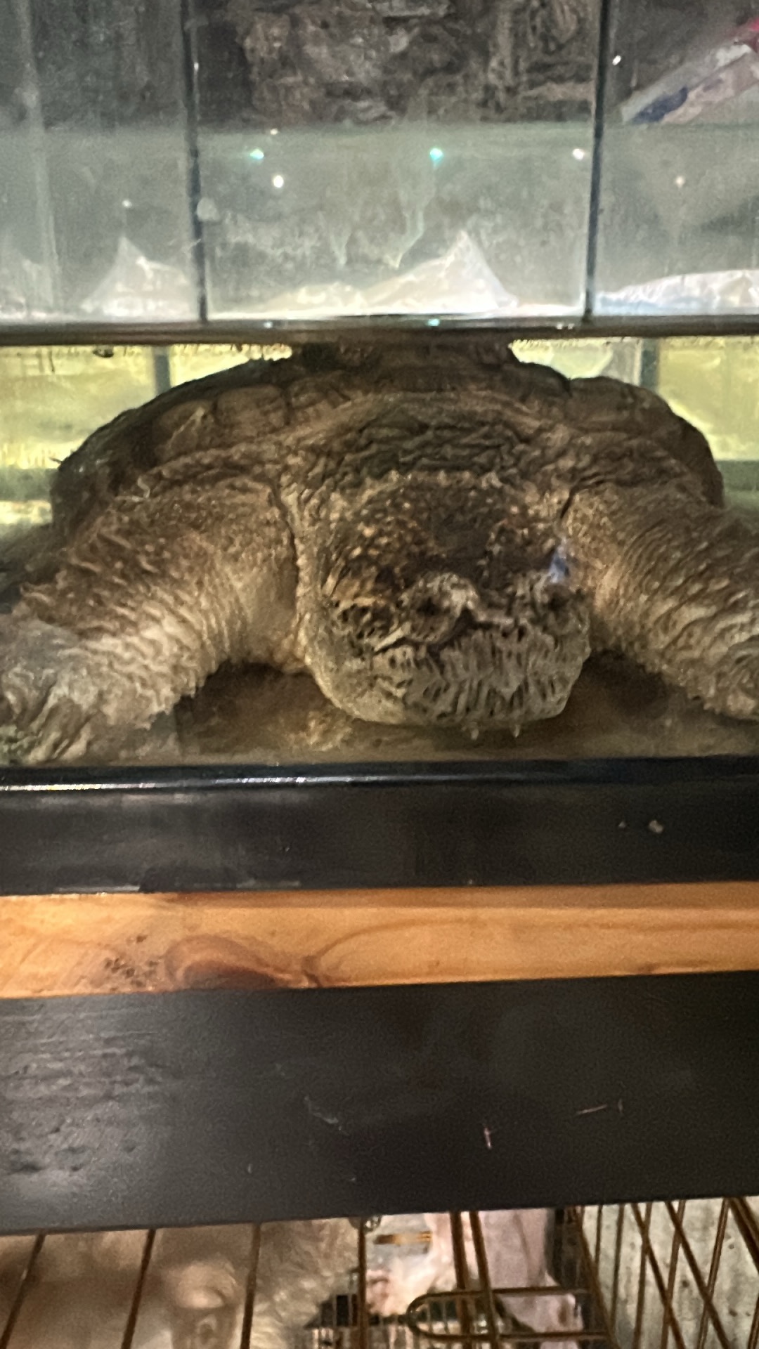 Alligator Snapping Turtle (Macrochelys temminckii) thumbnail image on AnimalDex