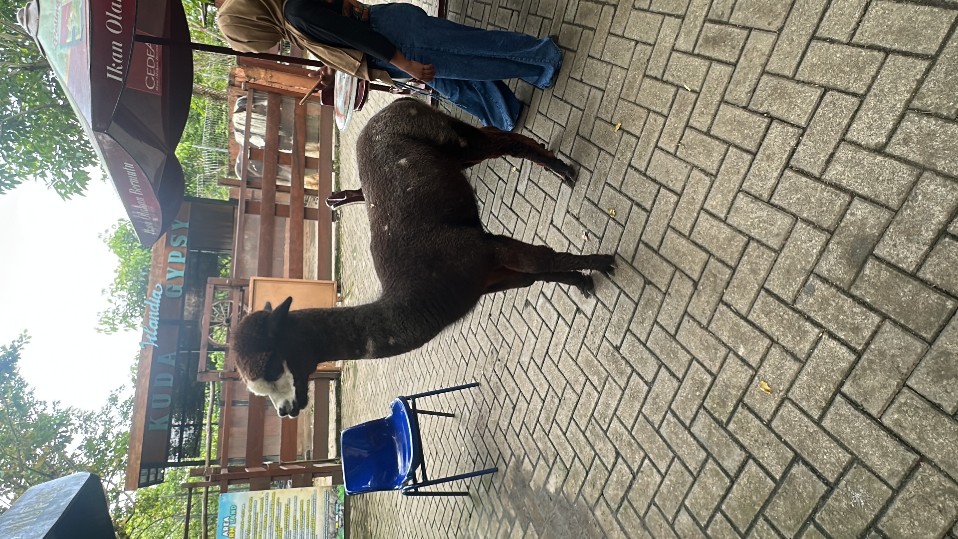 Alpaca (Vicugna pacos) featured animal image on AnimalDex