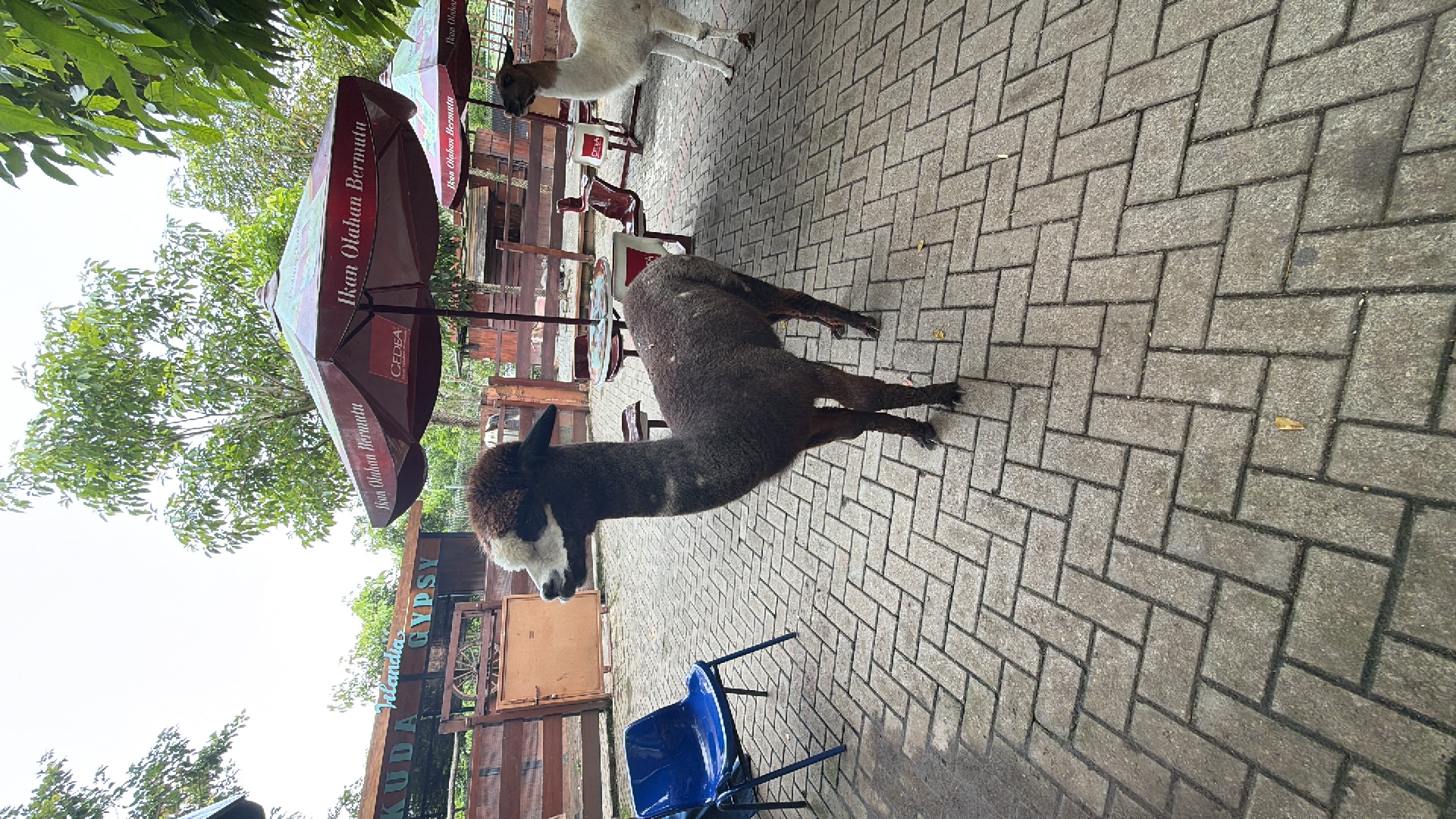 Alpaca (Vicugna pacos) featured animal image on AnimalDex