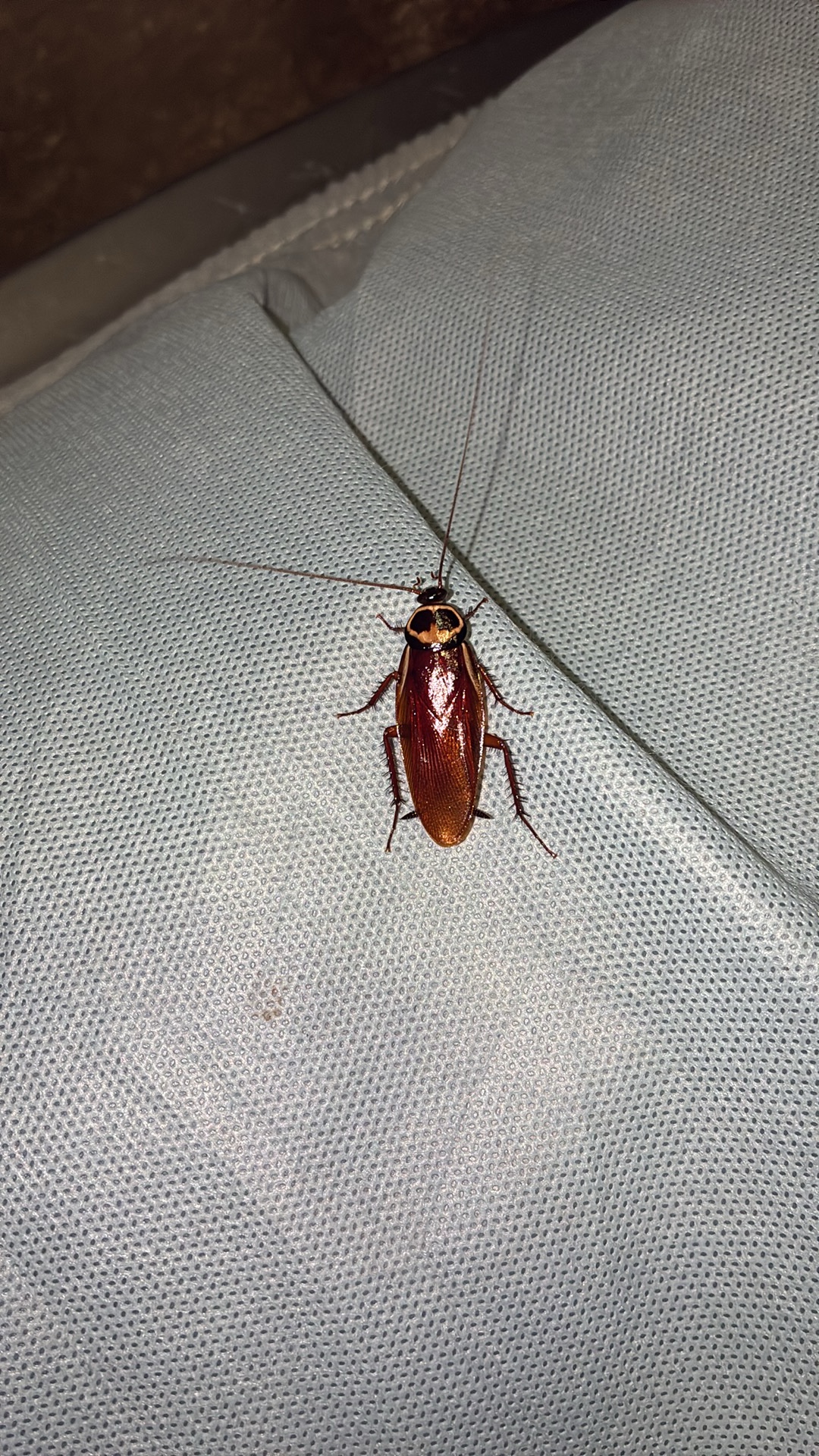 American cockroach (Periplaneta americana) featured animal image on AnimalDex