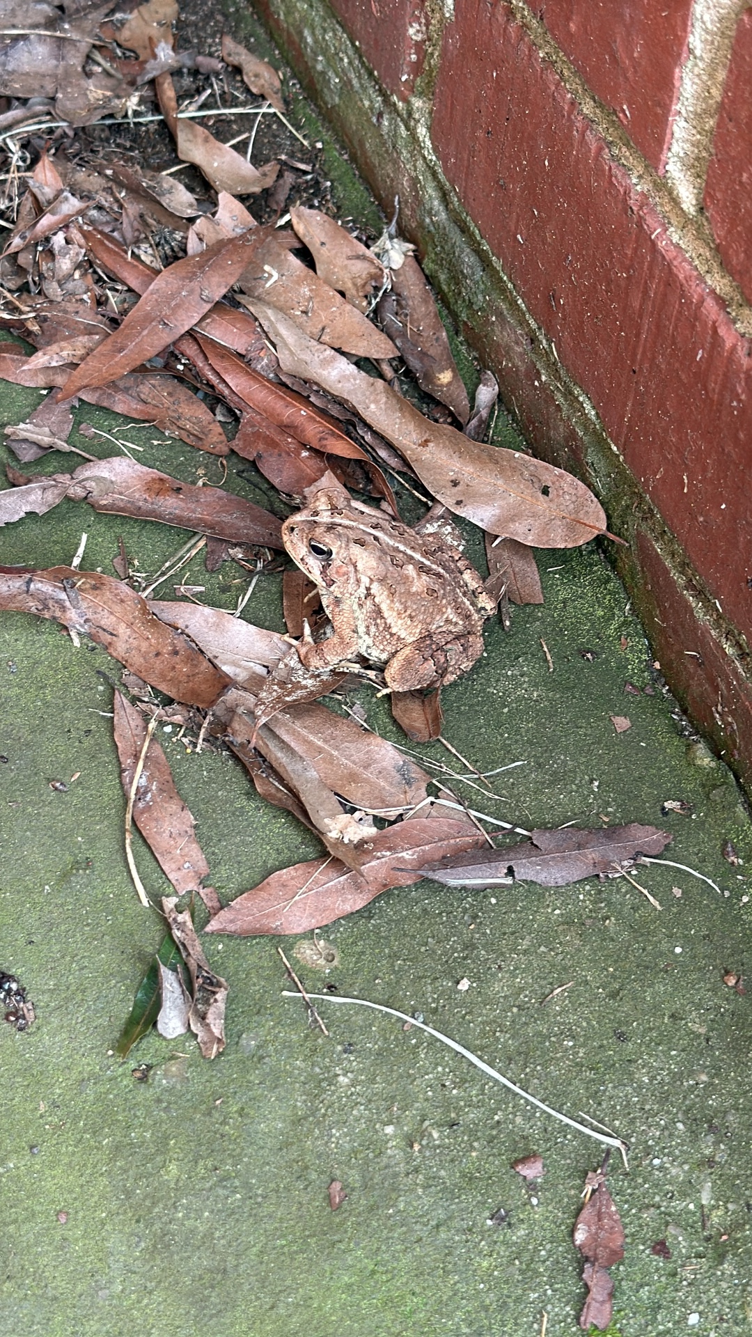 American Toad (Anaxyrus americanus) featured animal image on AnimalDex