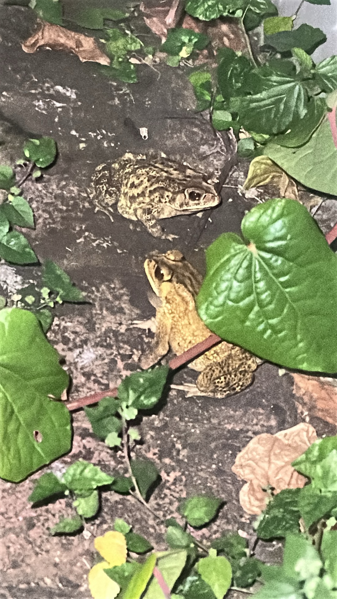 Asian common toad (Duttaphrynus melanostictus) featured animal image on AnimalDex