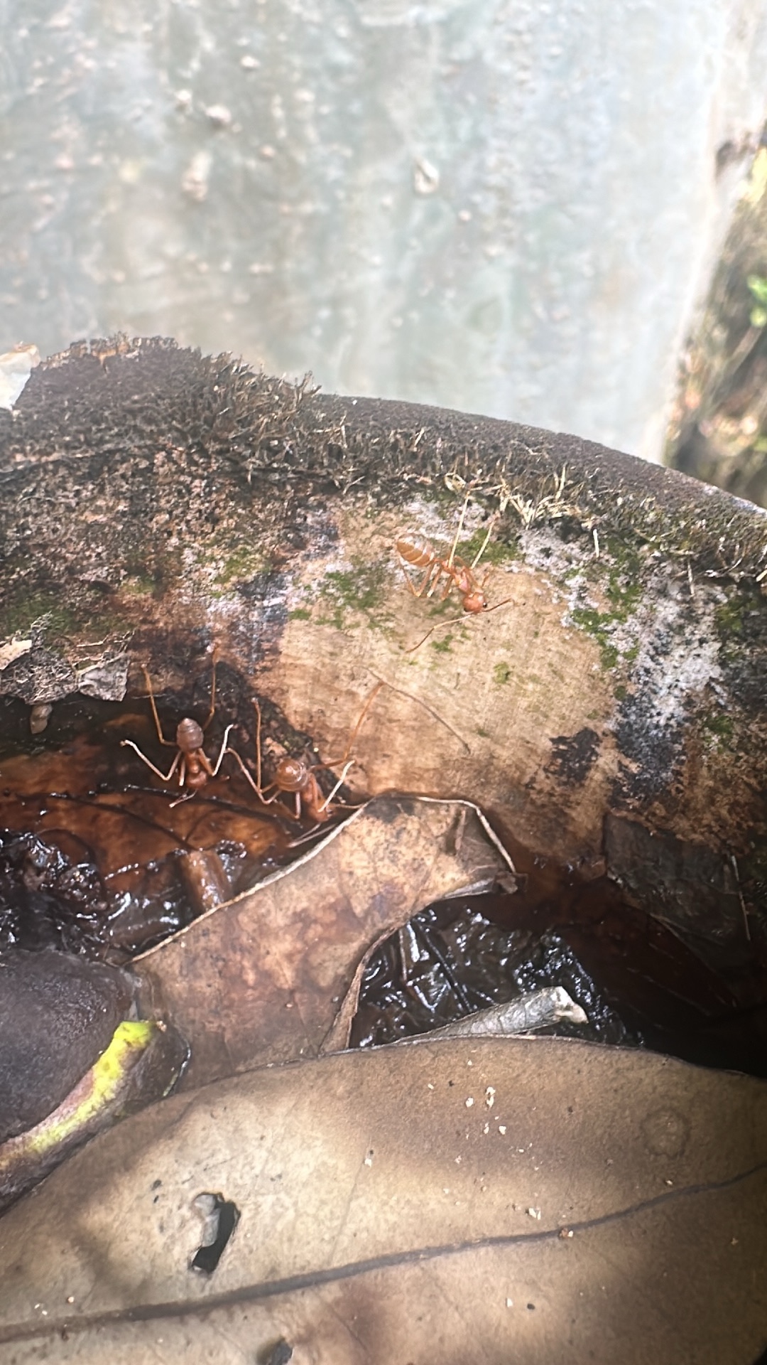 Asian weaver ant (Oecophylla smaragdina) featured animal image on AnimalDex