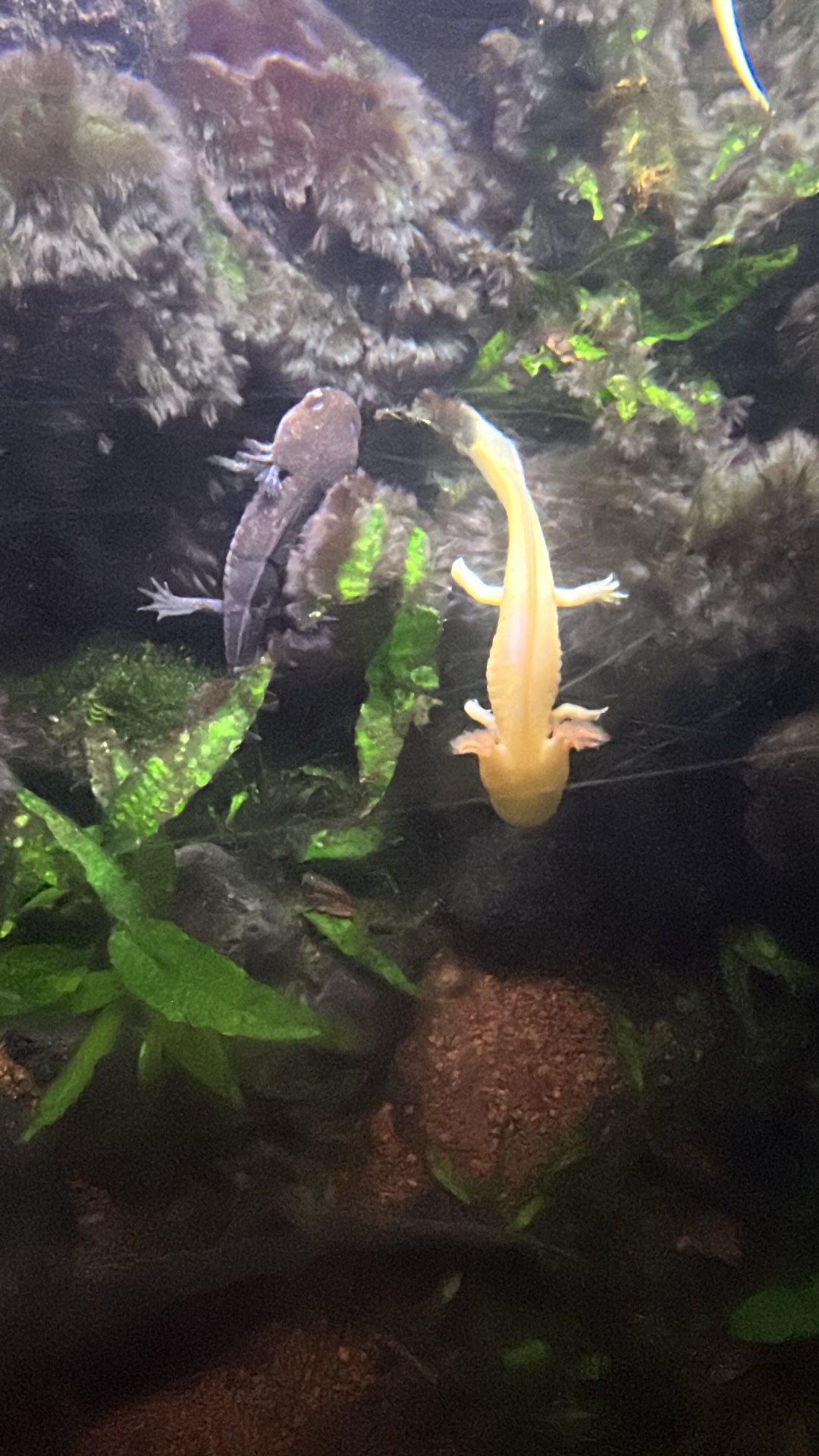 Axolotl (Ambystoma mexicanum) thumbnail image on AnimalDex