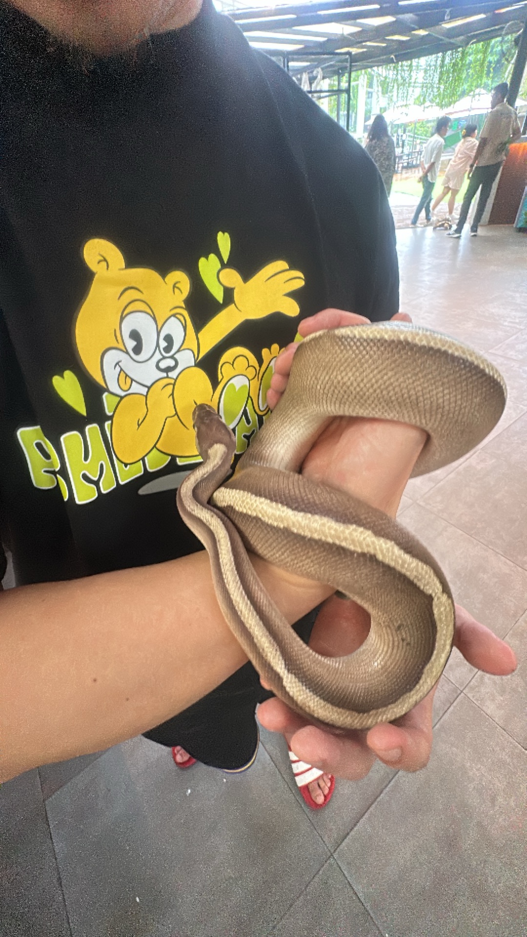 Ball python (Python regius) featured animal image on AnimalDex