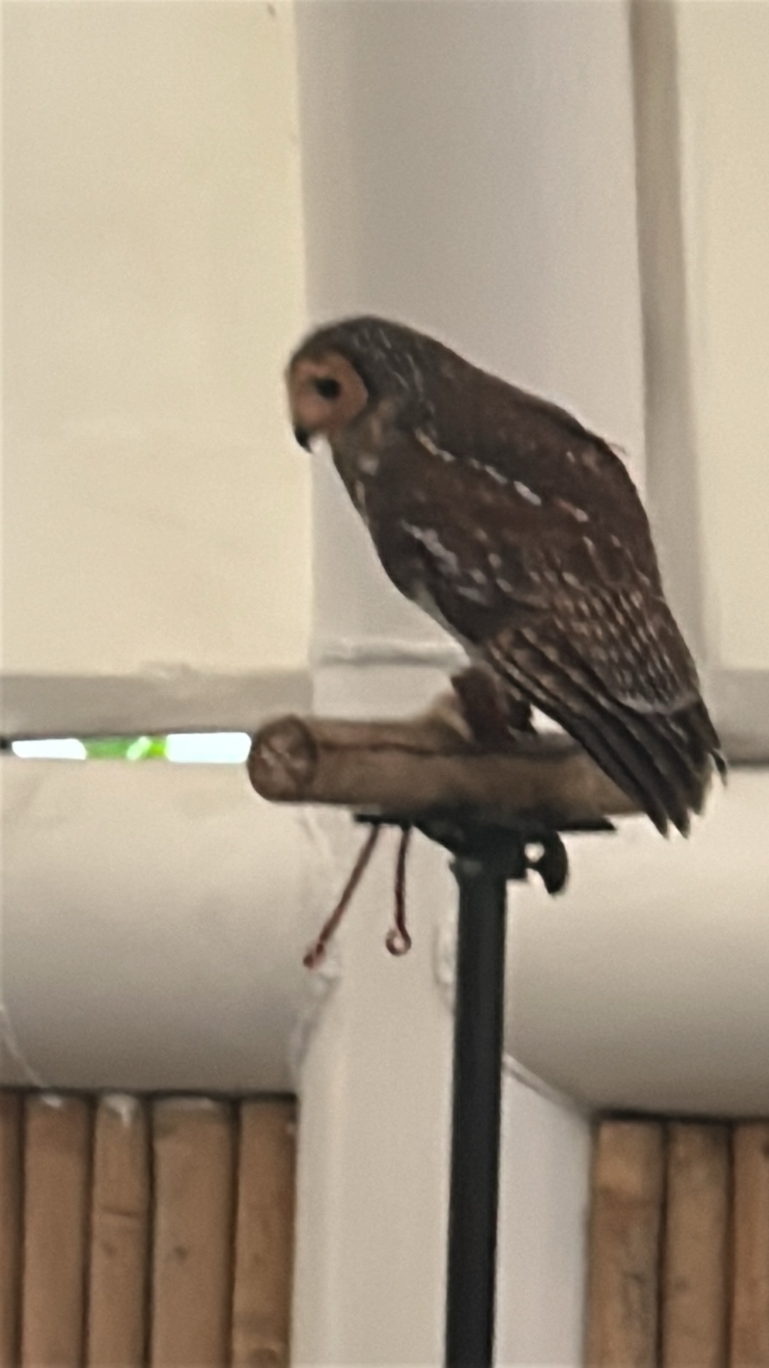 Barn Owl (Tyto alba) featured animal image on AnimalDex