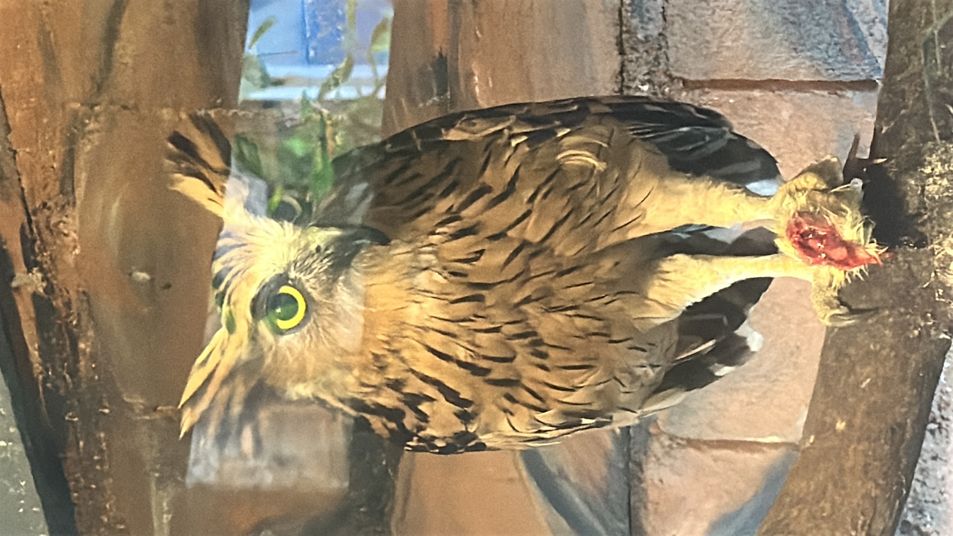 Barred Eagle-Owl (Bubo sumatranus) featured animal image on AnimalDex