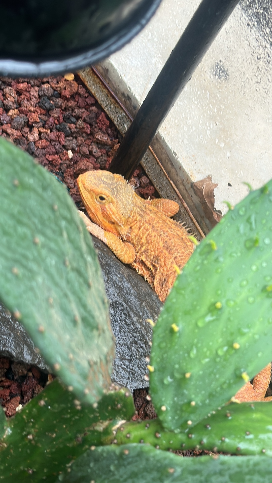 Bearded Dragon (Pogona vitticeps) featured animal image on AnimalDex