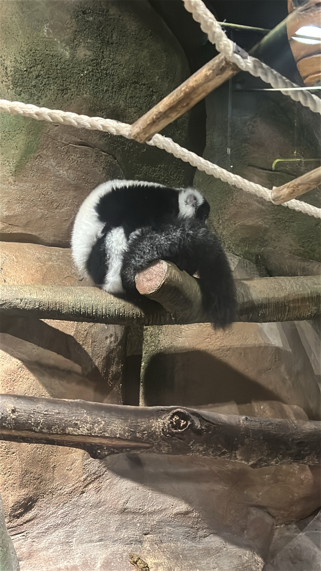 Black-and-white Ruffed Lemur (Varecia variegata) featured animal image on AnimalDex