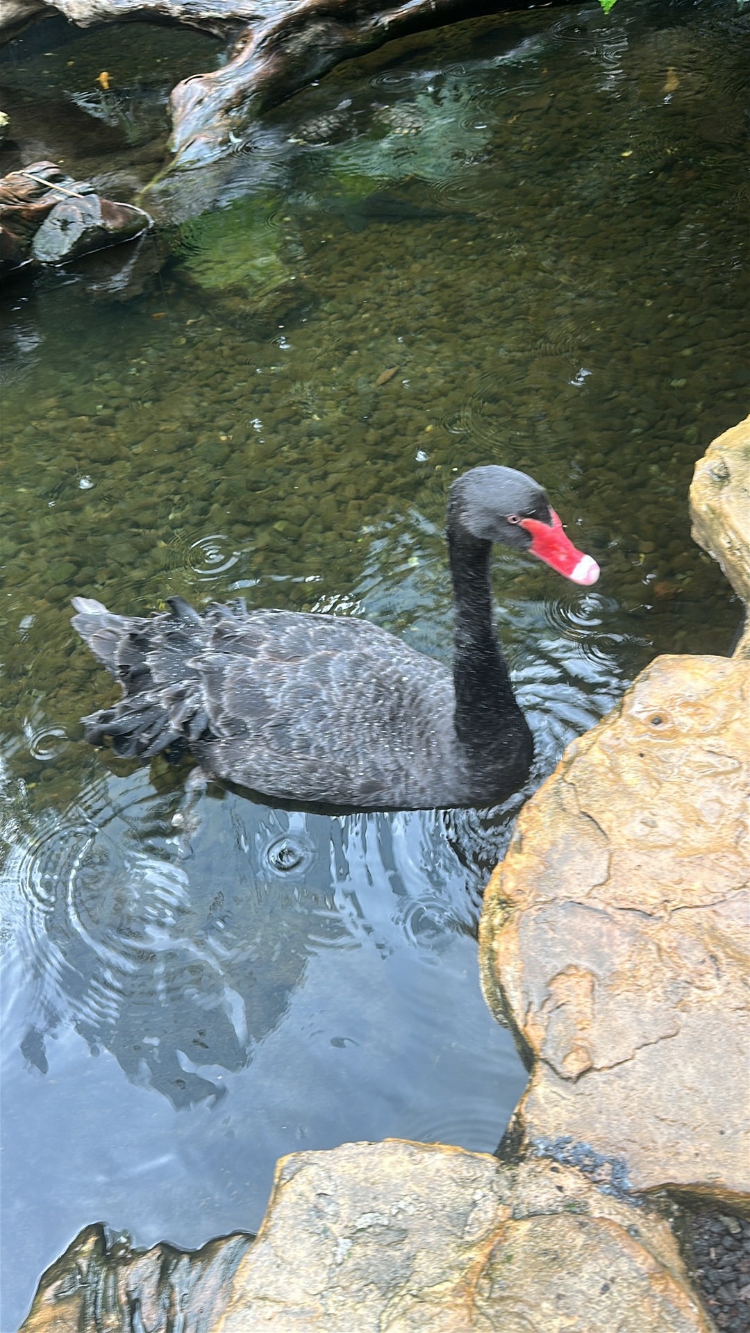 Black Swan (Cygnus atratus) featured animal image on AnimalDex