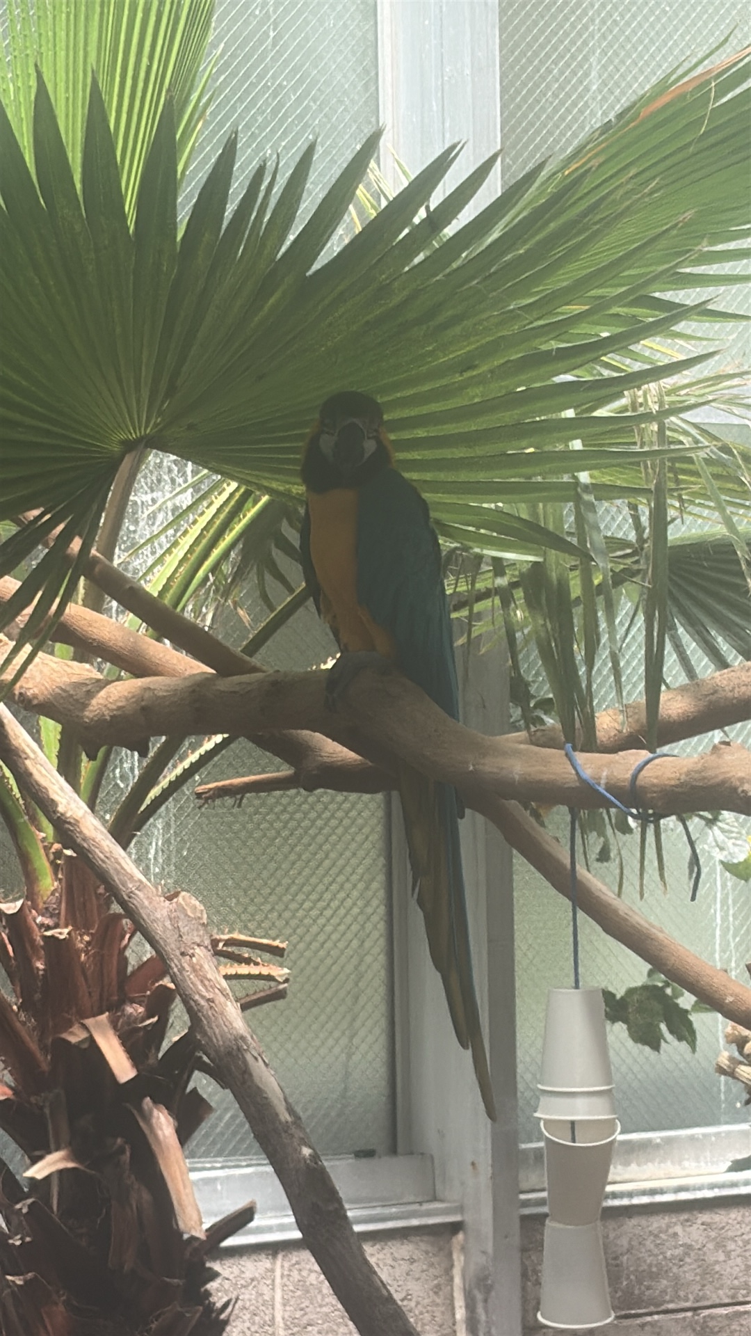 Blue-and-yellow Macaw (Ara ararauna) featured animal image on AnimalDex