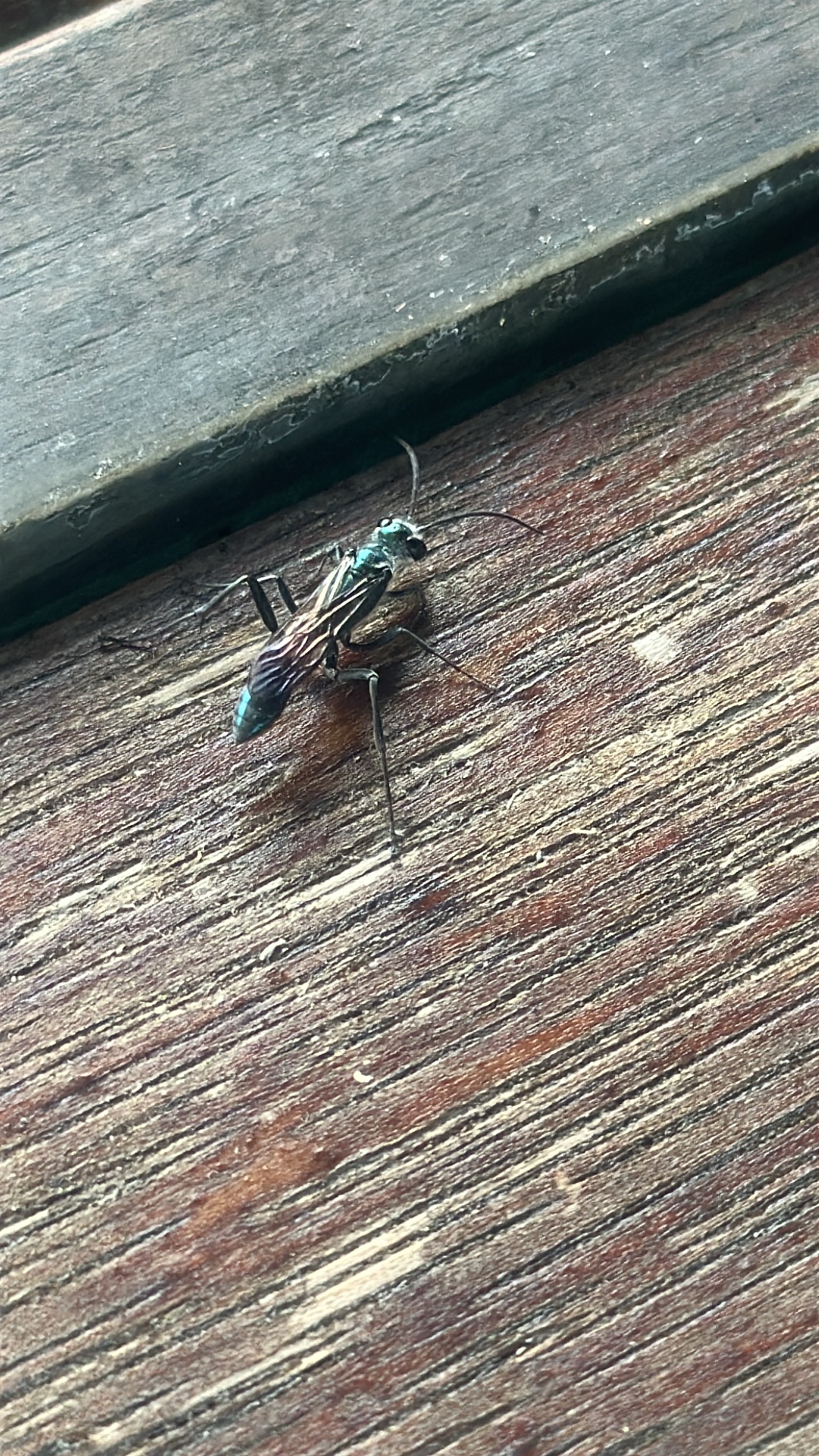 Blue Mud Dauber (Chalybion californicum) featured animal image on AnimalDex