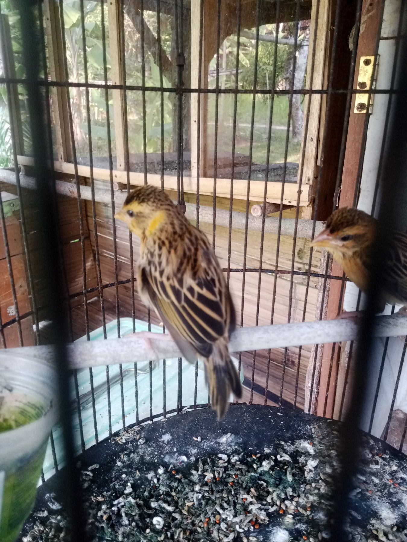 Baya Weaver (Ploceus philippinus) featured animal image on AnimalDex