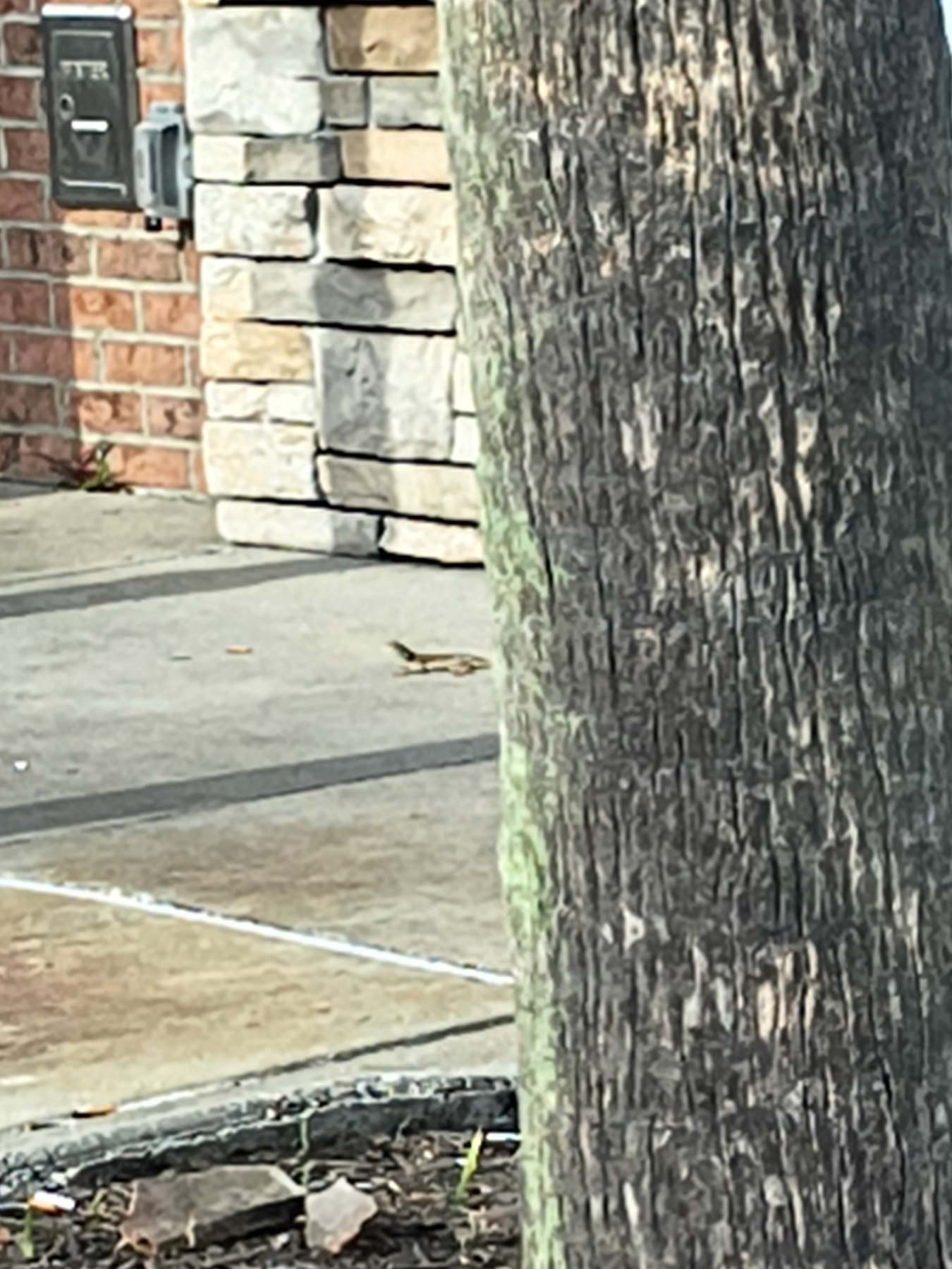 Brown Anole (Anolis sagrei) featured animal image on AnimalDex